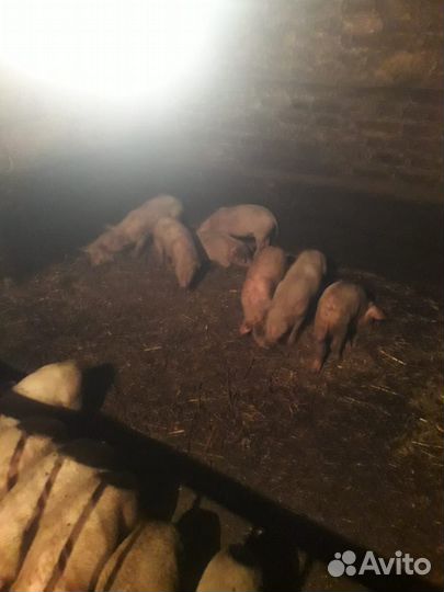Поросята