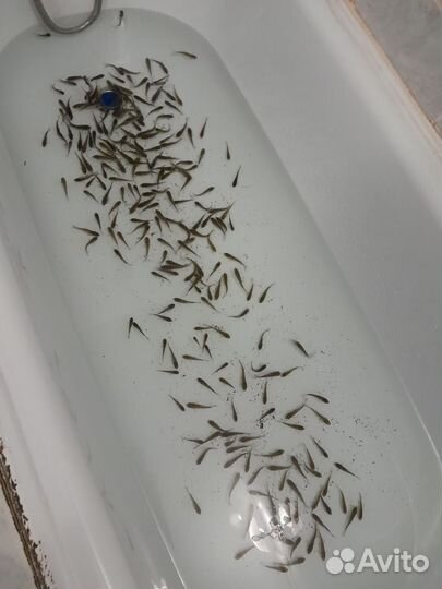 Жывец карась