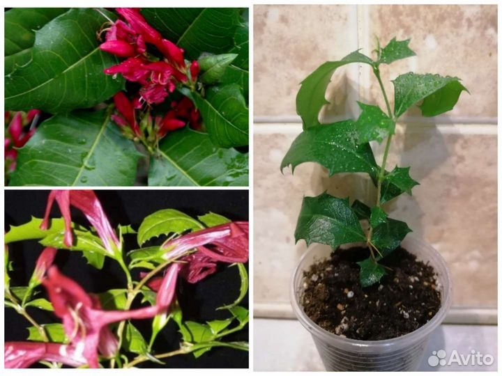 Комнатные растения, редкие и не очень