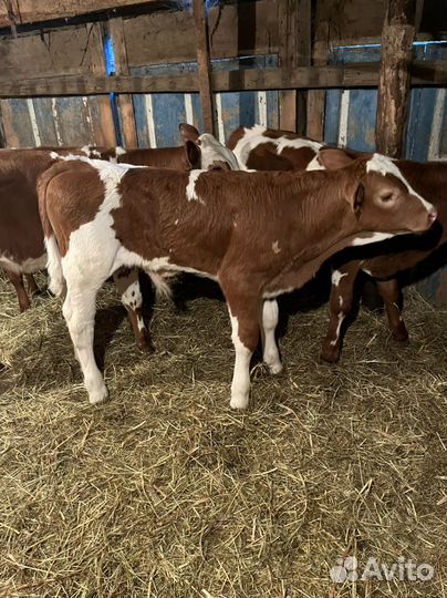 Бычки телочки