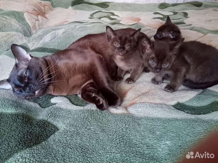 Бурманская кошка