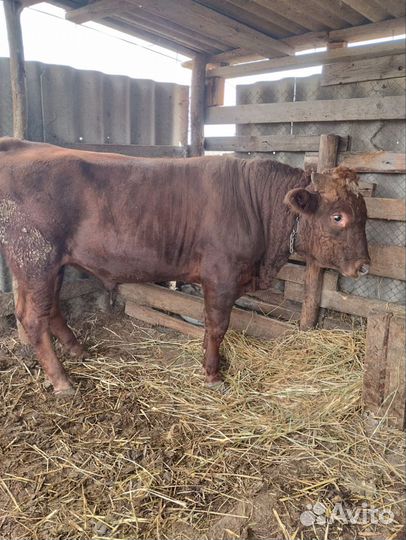 Откормочные бычки