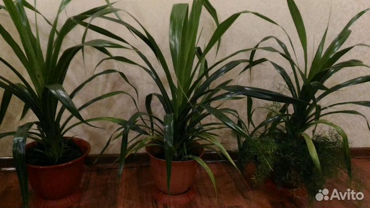 Панданус пальмы