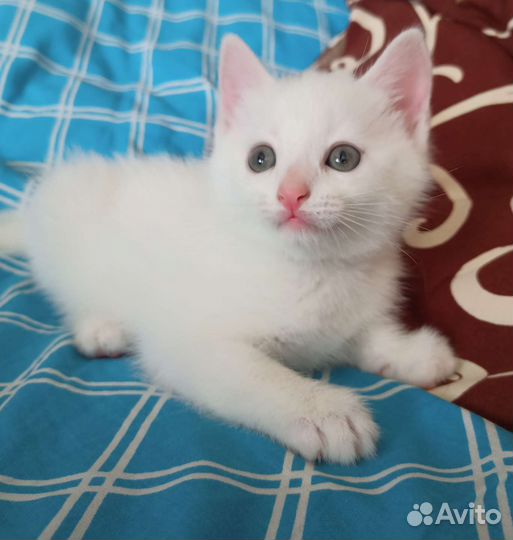 Белый котёнок
