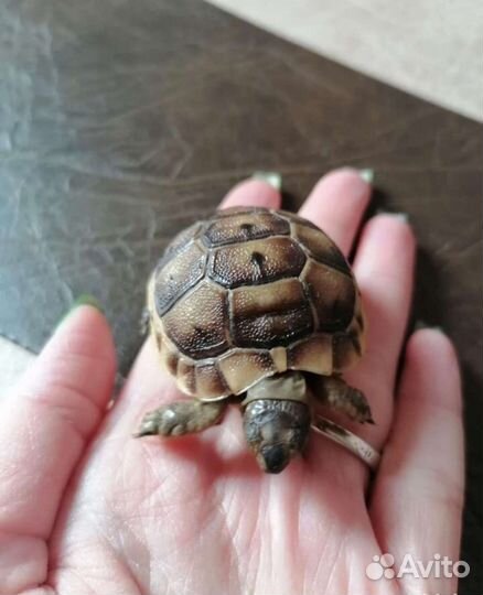 Джунгарский хомяк