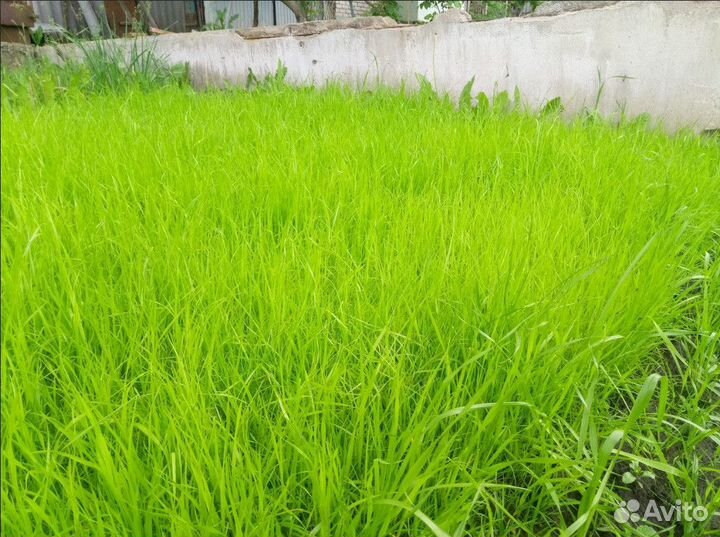 Семена газонной травы (Дания) playground