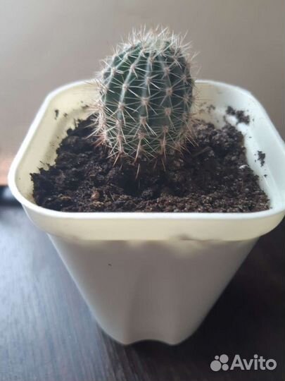 Кактусы и суккуленты