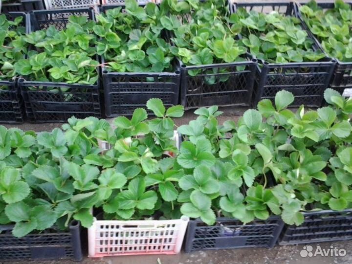 Рассада клубники