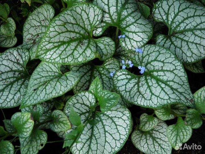 Брунера Джек Фрост и другие сорта