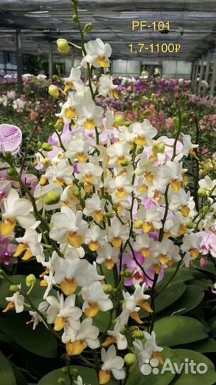 Орхидеи на подарок