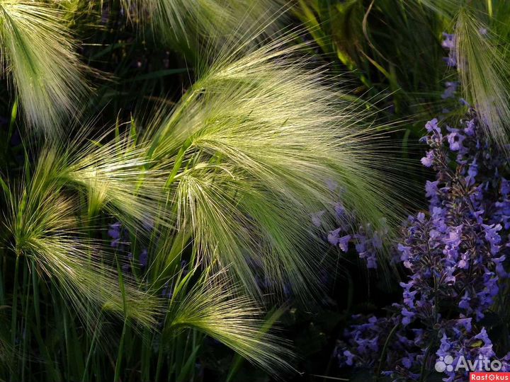 Ячмень гривастый многолетний