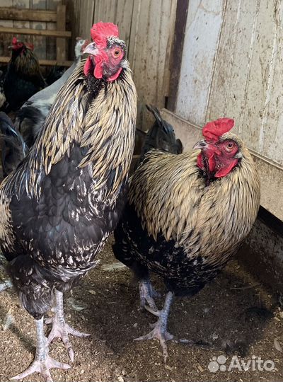 Продажа домашней птицы