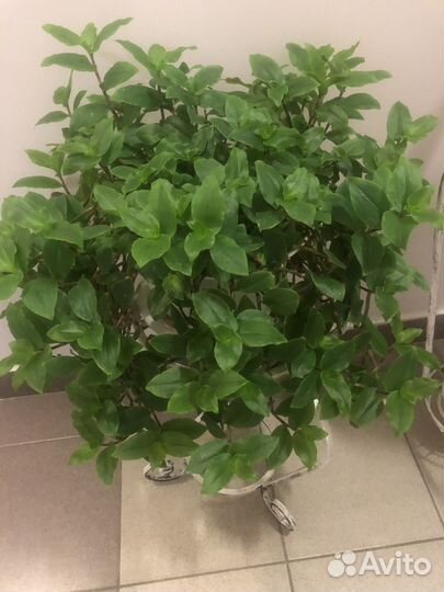 Традесканция, алое, декабрист и др