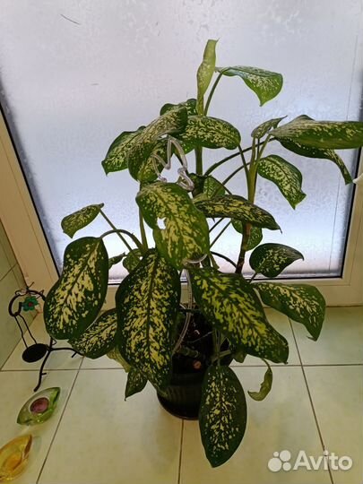 Диффенбахия