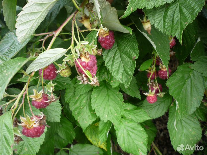 Саженцы ремантантной малины