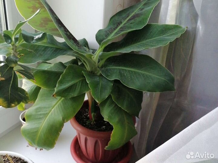 Душистая герань, хойя, банан декорат, фикус