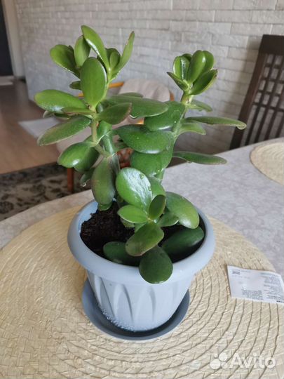 Толстянка-денежное дерево в горшочке