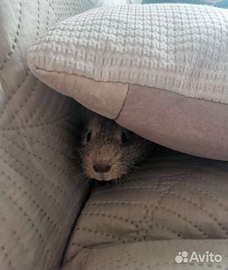 Морская свинка