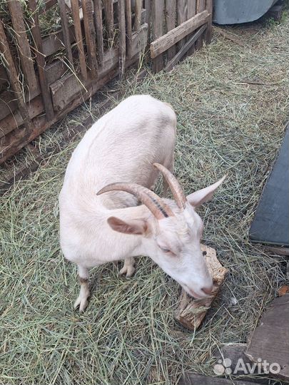 Козочка зааненская