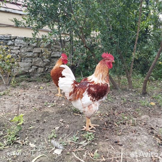 Молодые петухи