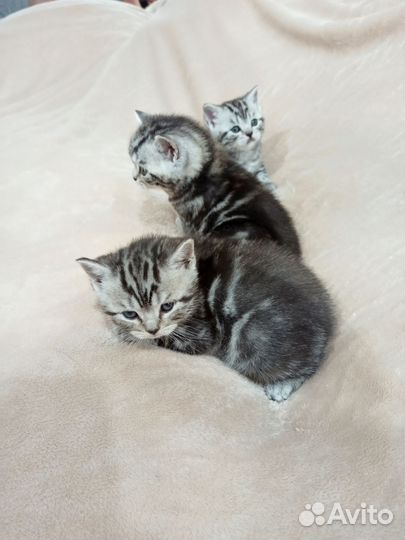 Британские котята