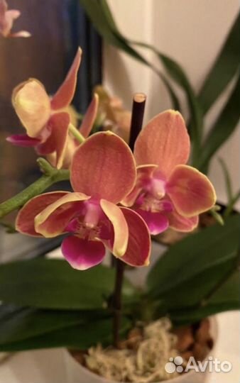 Орхидея фаленопсис паприка бабочка