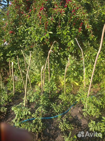 Вишня самоплодная ранняя