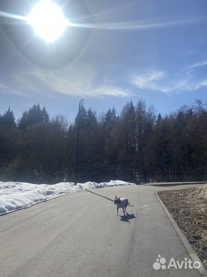Передержка собак в домашних условиях