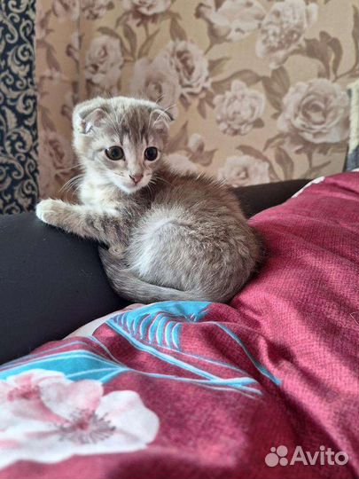 Котенок девочка