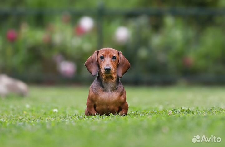 Щенки таксы миниатюрной и кроличьей гладкошерстной