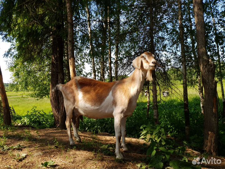 Коза нубийская