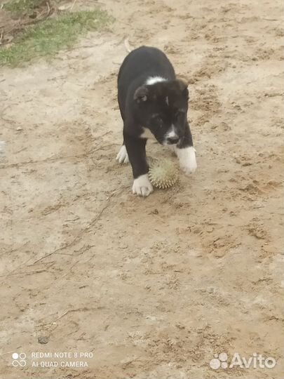 Среднеазиатская овчарка