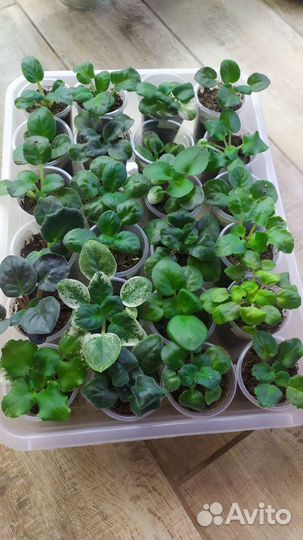 Излишки фиалок