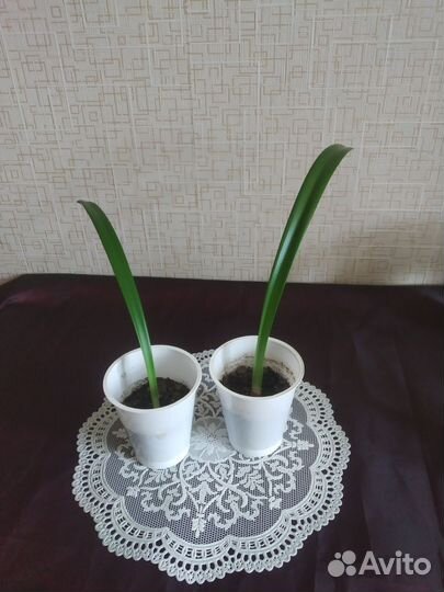 Амариллис.Продается отросток