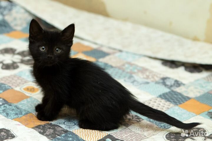 Черные котята в добрые руки