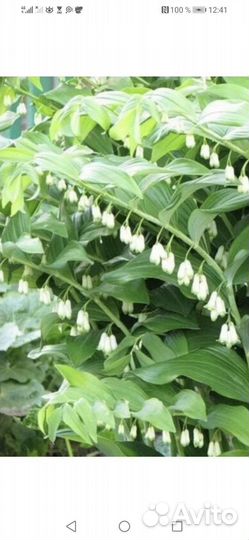 Лилейники махровые. Купена вариегатная и обыкновен