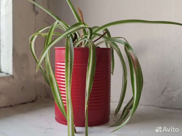 Хлорофитум