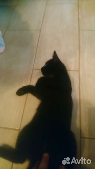 Кошка в дар бесплатно