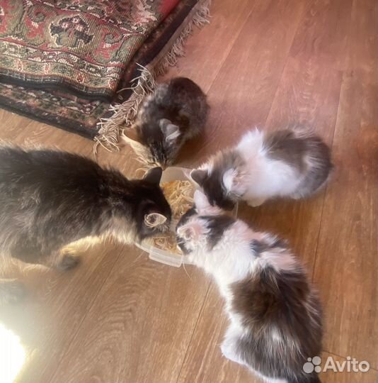 Котята в добрые руки