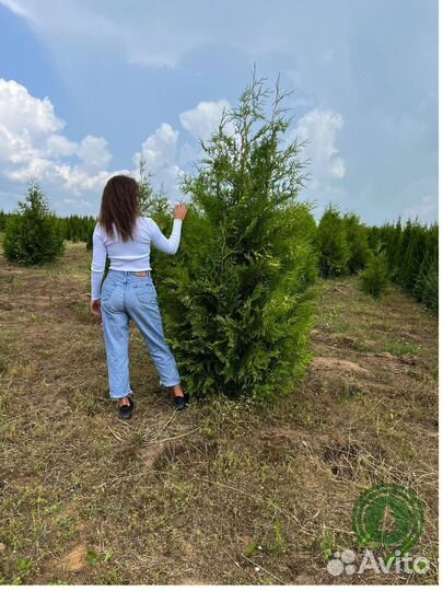 Туя брабант с гарантией приживаемости