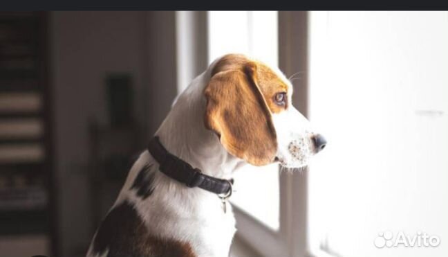 Передержка домашних животных