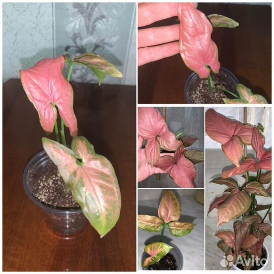 Домашние/ комнатные растения