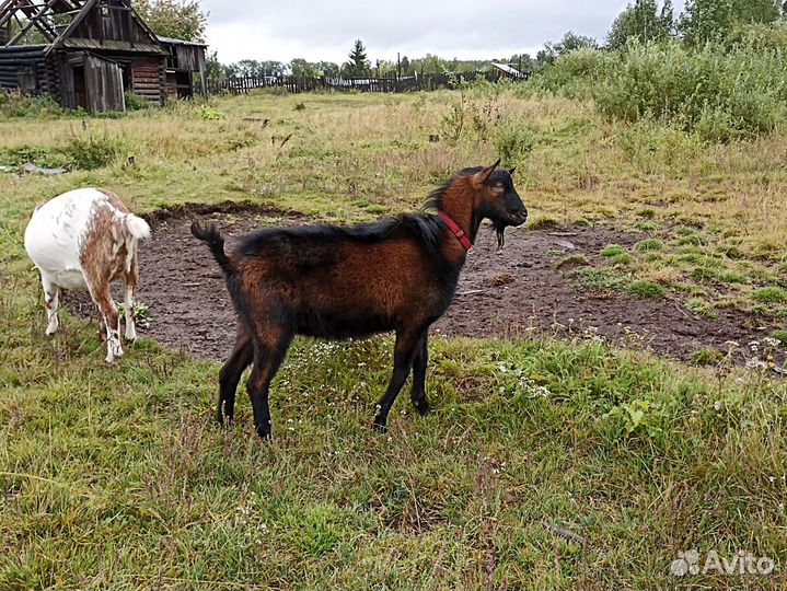 Чешский козел