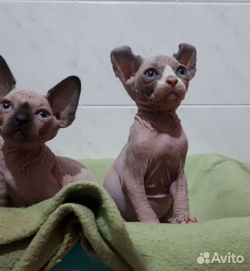 Канадский сфинкс