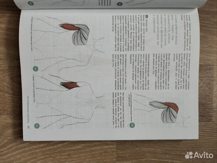 Анатомия для 3D художников