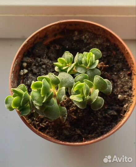 Суккулент Адромискус