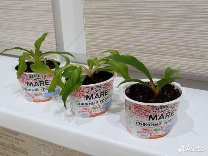 Хлорофитум грин оранж