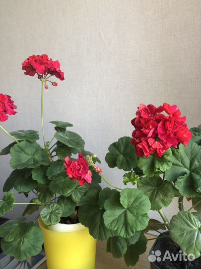 Герани и пеларгонии