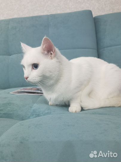 Кот