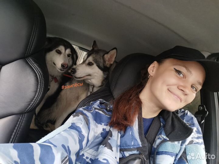 Выгул собак, занятия, зоотакси, передержка